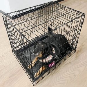 Guacal razas medianas XL